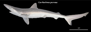  (Carcharhinus porosus - Cpo_TEJ3729)  @11 [ ] Unspecified (default): All Rights Reserved (2023) Invemar Invemar-BEM