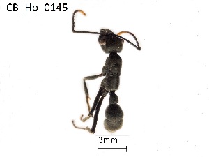  ( - CB-Ho_0145)  @11 [ ] CreativeCommons - Attribution Non-Commercial Share-Alike (2020) Mera-Velasco Yamid Arley Universidad del Cauca