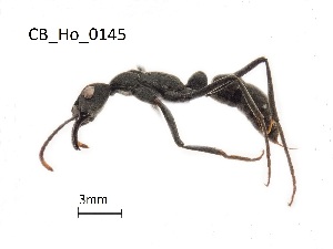  ( - CB-Ho_0145)  @11 [ ] CreativeCommons - Attribution Non-Commercial Share-Alike (2020) Mera-Velasco Yamid Arley Universidad del Cauca