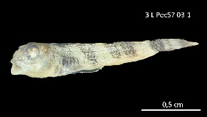  (Axoclinus lucillae - Alu_INV PEC14225)  @11 [ ] Unspecified (default): All Rights Reserved (2025) Invemar Invemar-BEM