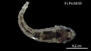  (Tomicodon cf. zebra - Tom_INV PEC14226)  @11 [ ] Unspecified (default): All Rights Reserved (2025) Invemar Invemar-BEM