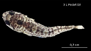  ( - Tom_INV PEC14228)  @11 [ ] Unspecified (default): All Rights Reserved (2025) Invemar Invemar-BEM