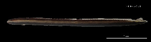  (Clarkichthys - Cbi_INV PEC14236)  @11 [ ] Unspecified (default): All Rights Reserved (2025) Invemar Invemar-BEM