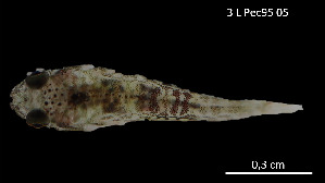  ( - Tom_INV PEC14247)  @11 [ ] Unspecified (default): All Rights Reserved (2025) Invemar Invemar-BEM