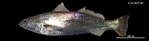  (Cynoscion phoxocephalus - Cph_Consec. 90178)  @11 [ ] Unspecified (default): All Rights Reserved (2025) Invemar Invemar-BEM