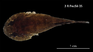  (Gobiesox cf. woodsi - Gob_INV PEC14241)  @11 [ ] Unspecified (default): All Rights Reserved (2025) Invemar Invemar-BEM