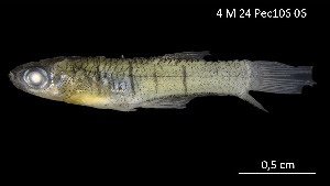  (Priapichthys panamensis - Ppa_INV PEC14261)  @11 [ ] Unspecified (default): All Rights Reserved (2025) Invemar Invemar-BEM