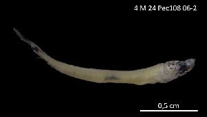  ( - Goi_Consec. 90115)  @11 [ ] Unspecified (default): All Rights Reserved (2025) Invemar Invemar-BEM