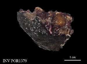 (Chelonaplysilla violacea - Cvi_POR1379)  @11 [ ] Unspecified (default): All Rights Reserved (2025) Invemar Invemar-BEM