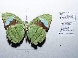  ( - CBMP0109)  @11 [ ] Copyright (2022) Unspecified photoshop
