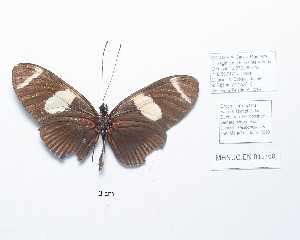  (Heliconius wallacei - CBMP0194)  @11 [ ] Copyright (2022) Unspecified photoshop