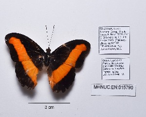  (Catonephele salacia - CBMP0236)  @11 [ ] Copyright (2022) Unspecified photoshop