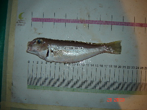  (Caulolatilus intermedius - IB-COB002)  @13 [ ] CreativeCommons - Attribution Non-Commercial Share-Alike (2011) Hector Espinosa Universidad Nacional Autonoma de Mexico, Instituto de Biologia