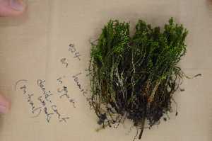  (Atrichum crispulum - Robillard_EMPM117_CAN)  @13 [ ] Copyright (2012) Canadian Museum of Nature Canadian Museum of Nature