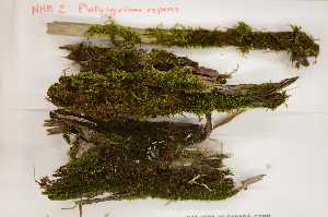  (Platygyrium - Robillard_EMPM21_CAN)  @12 [ ] Copyright (2012) Canadian Museum of Nature Canadian Museum of Nature