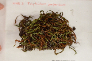  (Polytrichum - Robillard_EMPM22_CAN)  @13 [ ] Copyright (2012) Canadian Museum of Nature Canadian Museum of Nature
