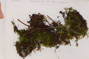  (Plagiomnium - Robillard_EMPM2_CAN)  @13 [ ] Copyright (2012) Canadian Museum of Nature Canadian Museum of Nature