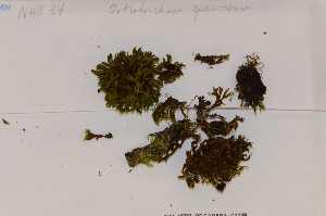  (Orthotrichum speciosum - Robillard_EMPM54_CAN)  @12 [ ] Copyright (2012) Canadian Museum of Nature Canadian Museum of Nature