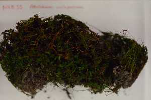  (Atrichum crispulum - Robillard_EMPM55_CAN)  @13 [ ] Copyright (2012) Canadian Museum of Nature Canadian Museum of Nature