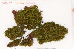  (Tortella tortuosa - Robillard_EMPM67_CAN)  @13 [ ] Copyright (2012) Canadian Museum of Nature Canadian Museum of Nature