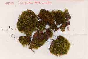 (Dicranella heteromalla - Robillard_EMPM72_CAN)  @12 [ ] Copyright (2012) Canadian Museum of Nature Canadian Museum of Nature