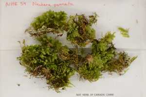  (Neckera pennata - Robillard_EMPM74_CAN)  @13 [ ] Copyright (2012) Canadian Museum of Nature Canadian Museum of Nature
