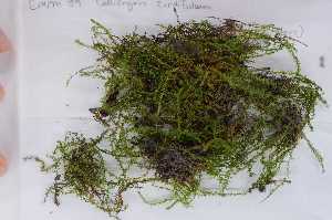  (Calliergon cordifolium - Robillard_EMPM89_CAN)  @13 [ ] Copyright (2012) Canadian Museum of Nature Canadian Museum of Nature