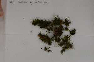  (Leskea gracilescens - Robillard_EMPM94_CAN)  @12 [ ] Copyright (2012) Canadian Museum of Nature Canadian Museum of Nature