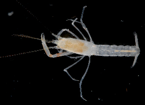  (Paraxiopsis - CBC_0731)  @11 [ ] CreativeCommons - Attribution Non-Commercial Share-Alike (2017) Matthieu Leray Smithsonian Institution