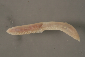  ( - 09PROBE-08196)  @13 [ ] CreativeCommons - Attribution (2009) CBG Photography Group Centre for Biodiversity Genomics