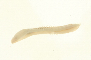  ( - 09PROBE-08273)  @13 [ ] CreativeCommons - Attribution (2009) CBG Photography Group Centre for Biodiversity Genomics