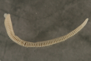  ( - 09PROBE-08379)  @12 [ ] CreativeCommons - Attribution (2009) CBG Photography Group Centre for Biodiversity Genomics