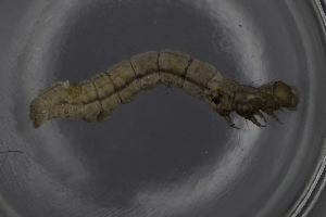  ( - 2010110CXX1)  @12 [ ] CreativeCommons - Attribution Share-Alike (2014) Margaret Kosmala University of Minnesota