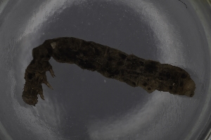  ( - 2010328CXX1)  @12 [ ] CreativeCommons - Attribution Share-Alike (2014) Margaret Kosmala University of Minnesota