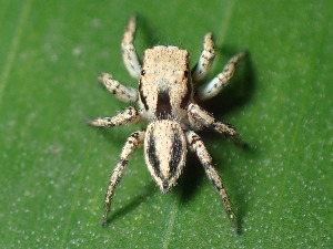  (Habronattus banksi - CCDB-45528-77)  @11 [ ] No Rights Reserved (2023) Unspecified Unspecified