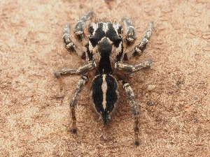  (Habronattus trimaculatus - CCDB-45528-92)  @11 [ ] No Rights Reserved (2023) Unspecified Unspecified