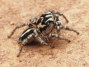  (Habronattus trimaculatus - CCDB-45528-92)  @11 [ ] No Rights Reserved (2023) Unspecified Unspecified