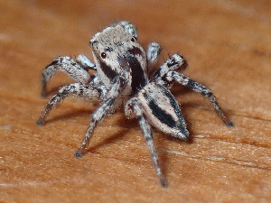  (Habronattus banksi - CCDB-44222-68)  @11 [ ] No Rights Reserved (2023) Unspecified Unspecified