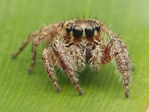  (Habronattus paratus - CCDB-44222-48)  @11 [ ] No Rights Reserved (2023) Unspecified Unspecified