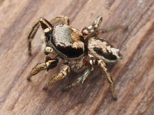  (Habronattus mexicanus - CCDB-48596-43)  @11 [ ] No Rights Reserved (2024) Unspecified Unspecified