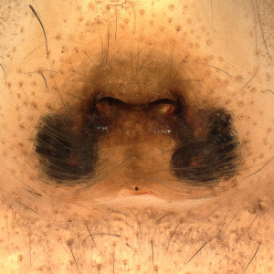  ( - CCDB-48596-7)  @11 [ ] No Rights Reserved (2025) Unspecified Carnegie Museum of Natural History