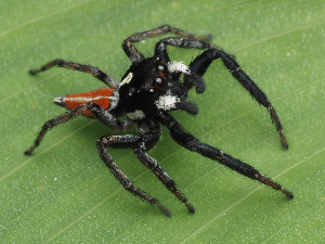  (Nycerella sanguinea - CCDB-50480-27)  @11 [ ] nrr (2025) Unspecified Unspecified
