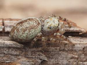  (Metaphidippus chera - CCDB-50480-47)  @11 [ ] nrr (2025) Unspecified Unspecified