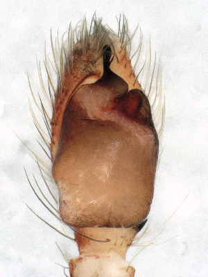  ( - CCDB-50480-65)  @11 [ ] No Rights Reserved (2025) Unspecified Carnegie Museum of Natural History