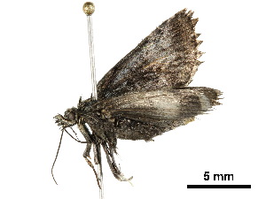  ( - CHARS00118-H09)  @12 [ ] CreativeCommons - Attribution (2019) CBG Photography Group Centre for Biodiversity Genomics