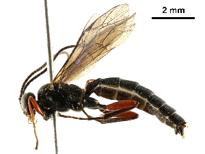  ( - CHARS00127-G12)  @14 [ ] CreativeCommons - Attribution (2019) CBG Photography Group Centre for Biodiversity Genomics