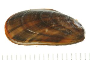  ( - 07PROBE-05283)  @13 [ ] CreativeCommons - Attribution (2008) CBG Photography Group Centre for Biodiversity Genomics