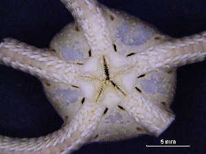  ( - UNAL_CARIBE_CECIMAR:EQUINODERMOS_SEAFLOWER2016:0016)  @11 [ ] CreativeCommons - Attribution Non-Commercial (2018) Invemar - Universidad Nacional de Colombia Invemar - Universidad Nacional de Colombia