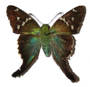  ( - 03-SRNP-12624.1)  @14 [ ] CreativeCommons - Attribution Non-Commercial Share-Alike (2013) Daniel H. Janzen Guanacaste Dry Forest Conservation Fund