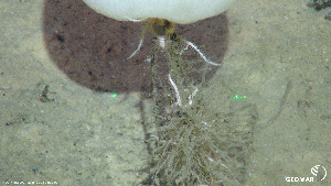  (Ophiacantha cosmica - DSB_18)  @11 [ ] Copyright (2019) ROV KIEL 6000 Team GEOMAR Helmholtz Centre for Ocean Research Kiel